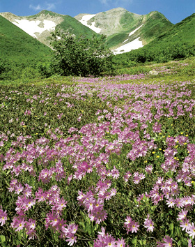 白山の高山植物